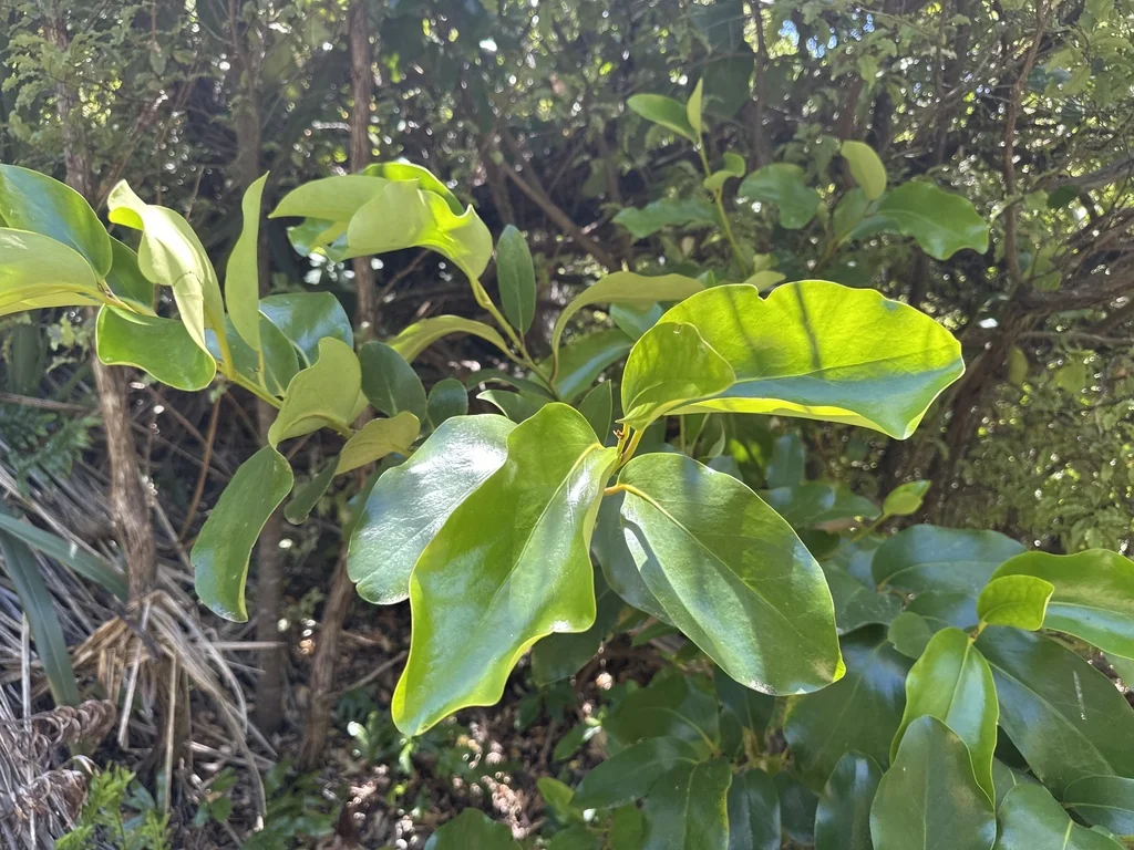 Griselinia Lucida