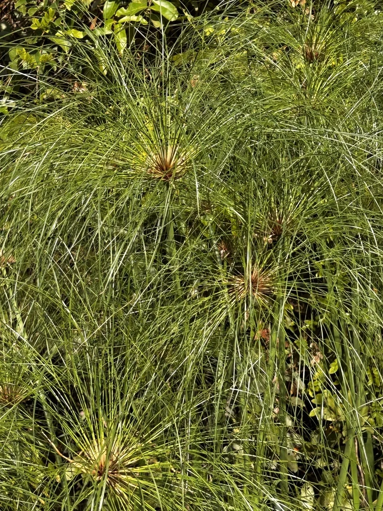 Cyperus Papyrus