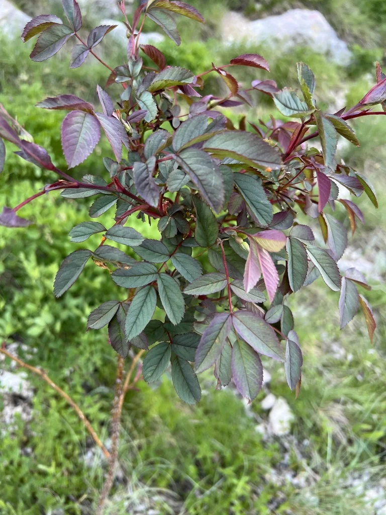 Rosa Glauca