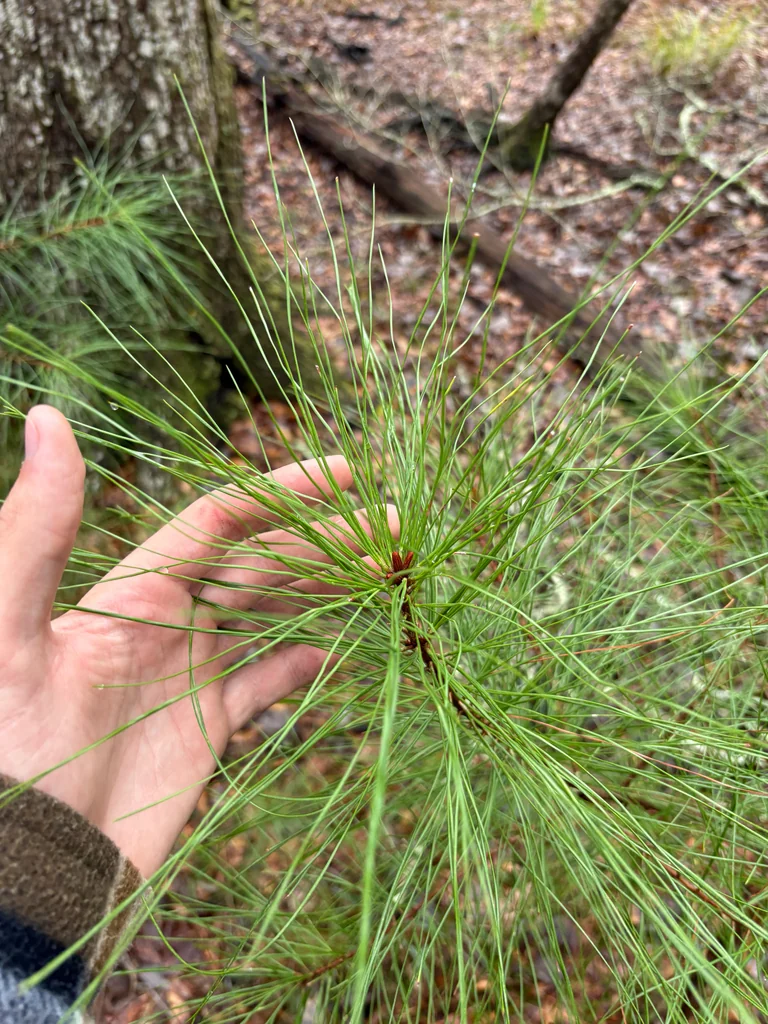 Pinus Elliotii