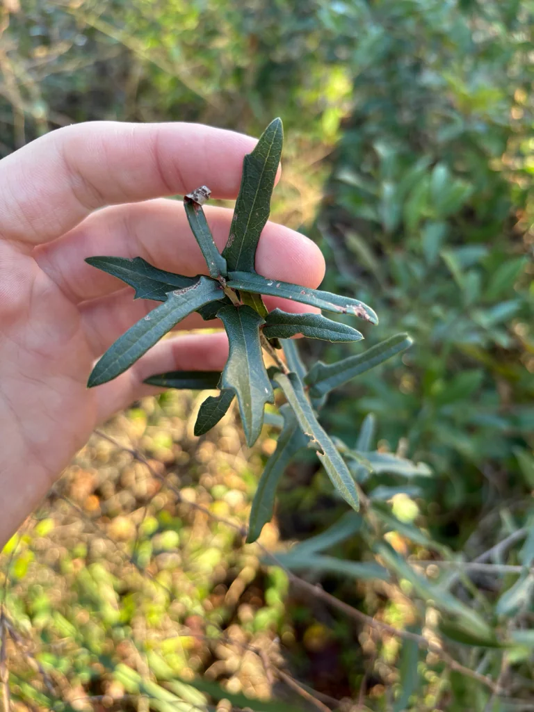 Quercus Virginiana
