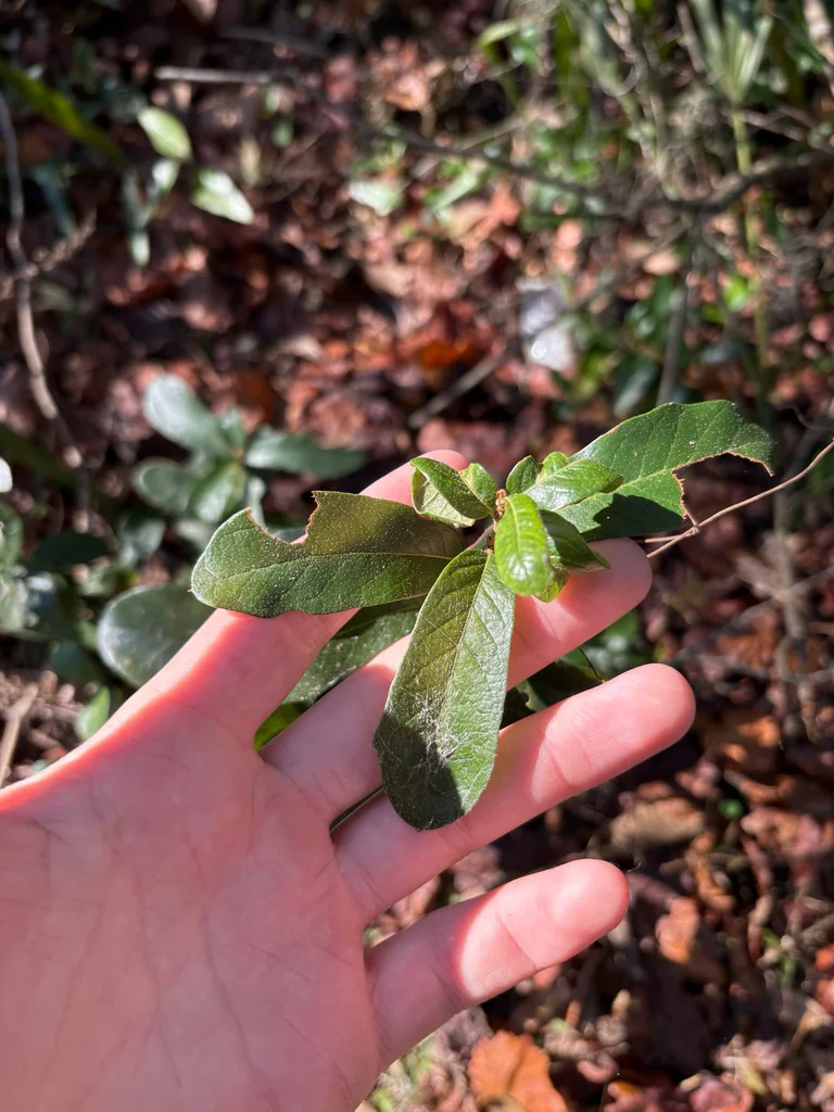 Quercus Virginiana