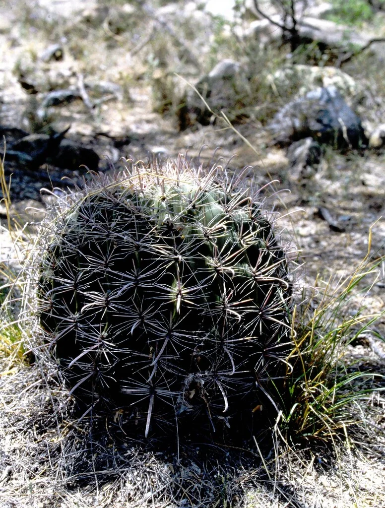 Ferocactus Wislizeni