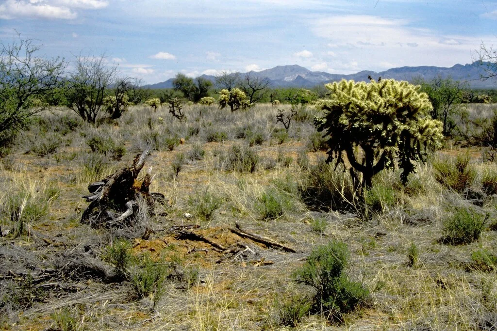 Opuntia Fulgida