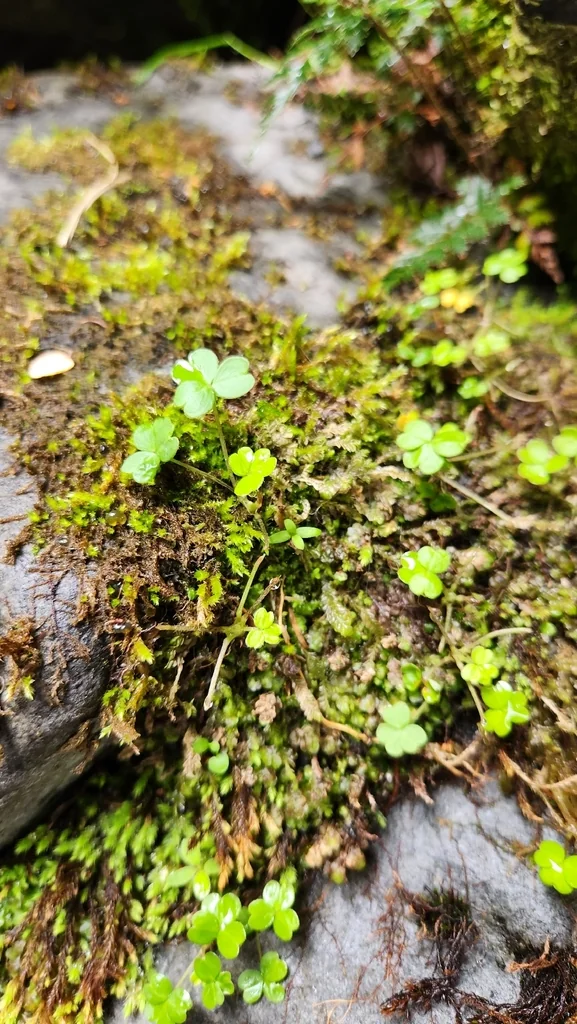 Oxalis Magellanica