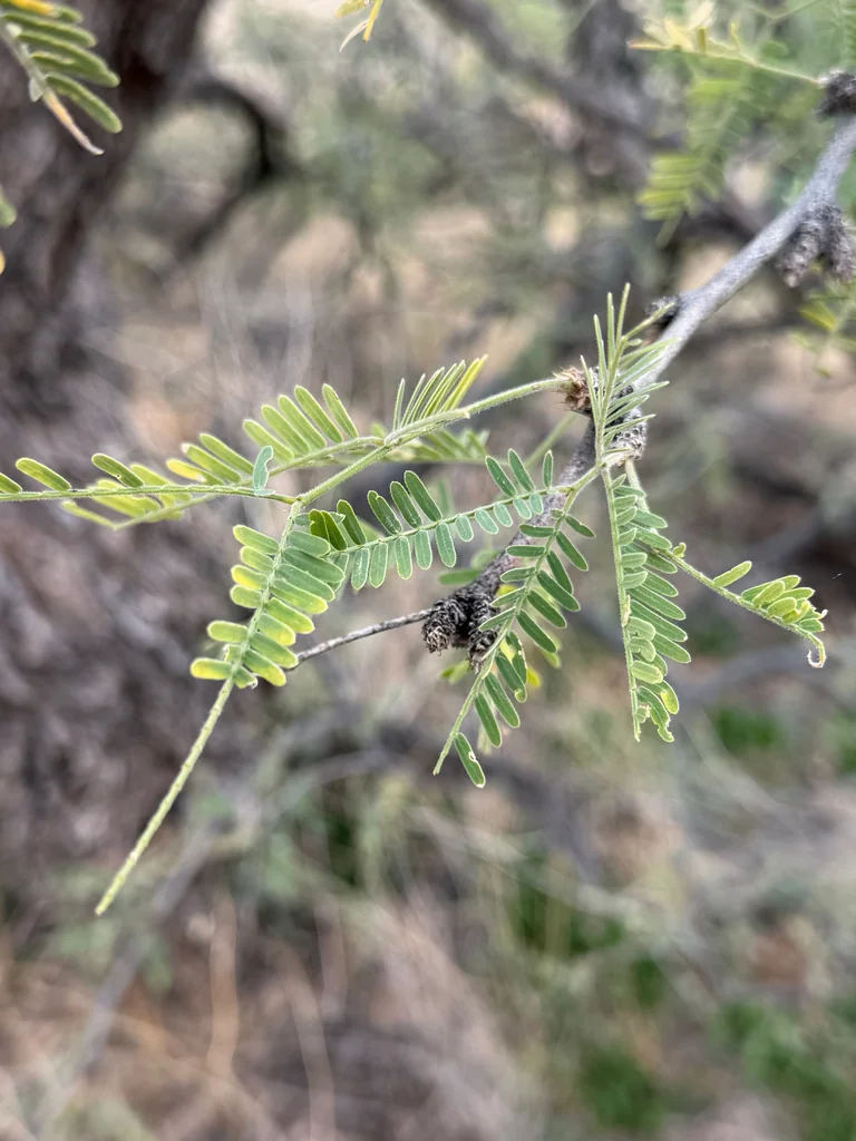 Prosopis Velutina