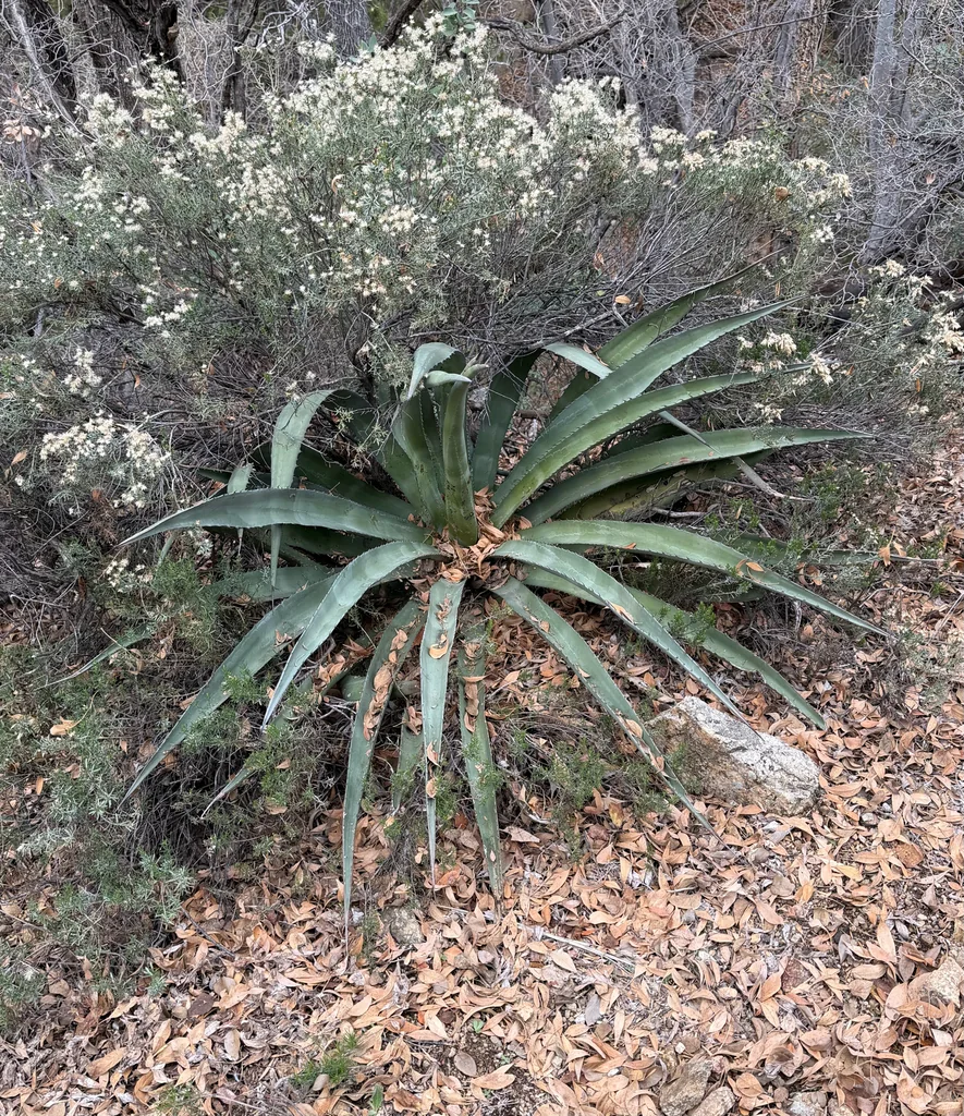 Agave Palmeri