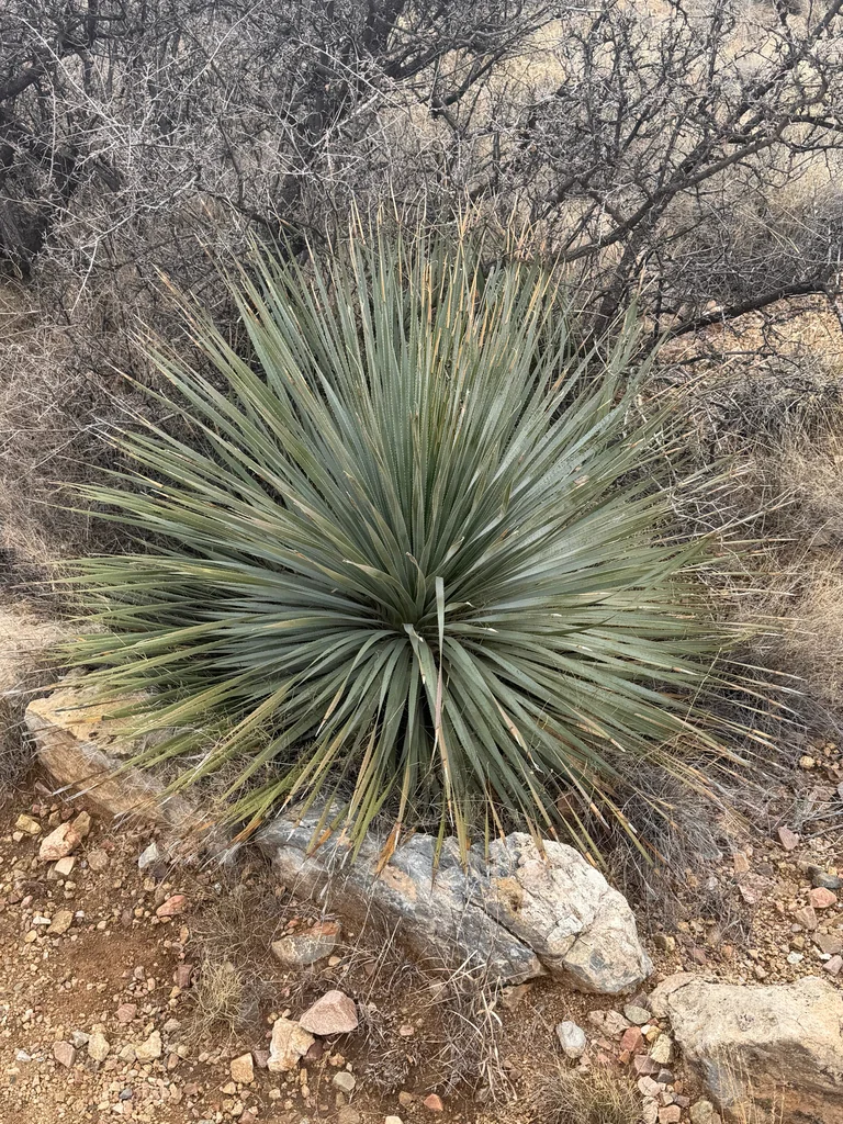 Dasylirion Wheeleri