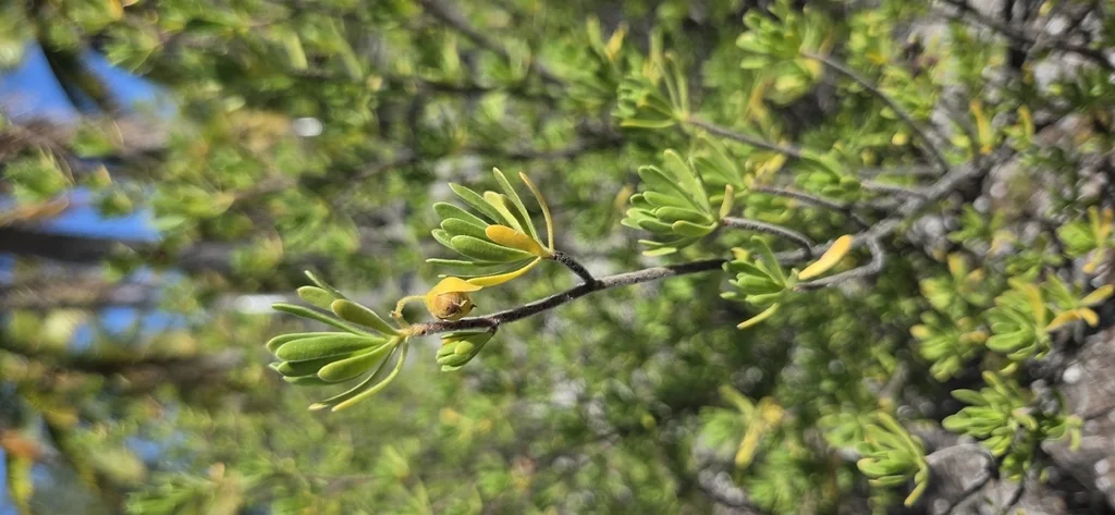 Suriana Maritima