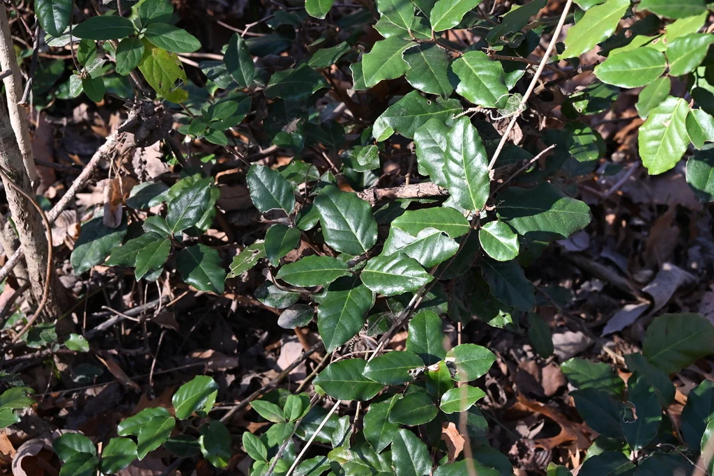 Elaeagnus Pungens