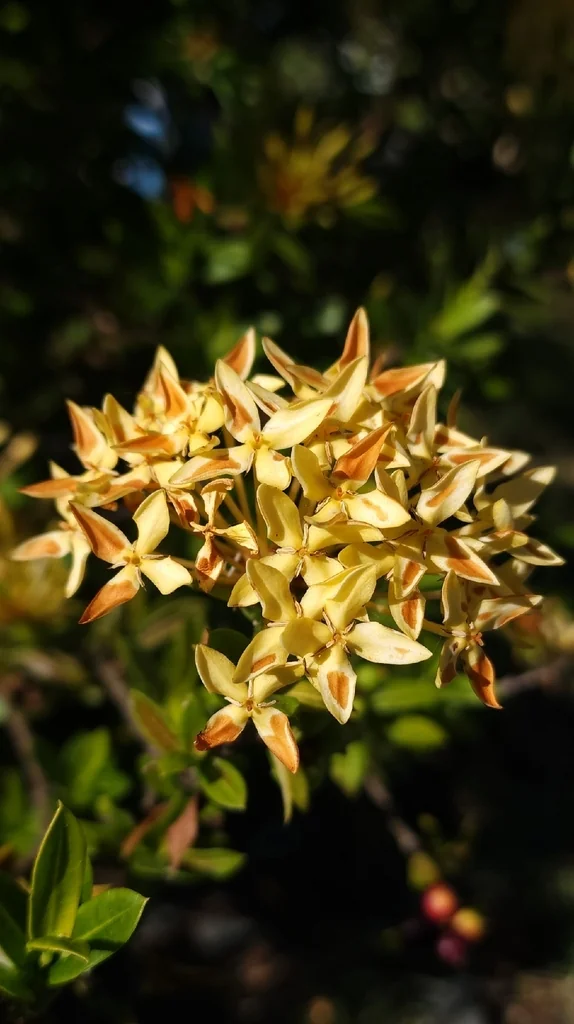 Ixora Coccinea