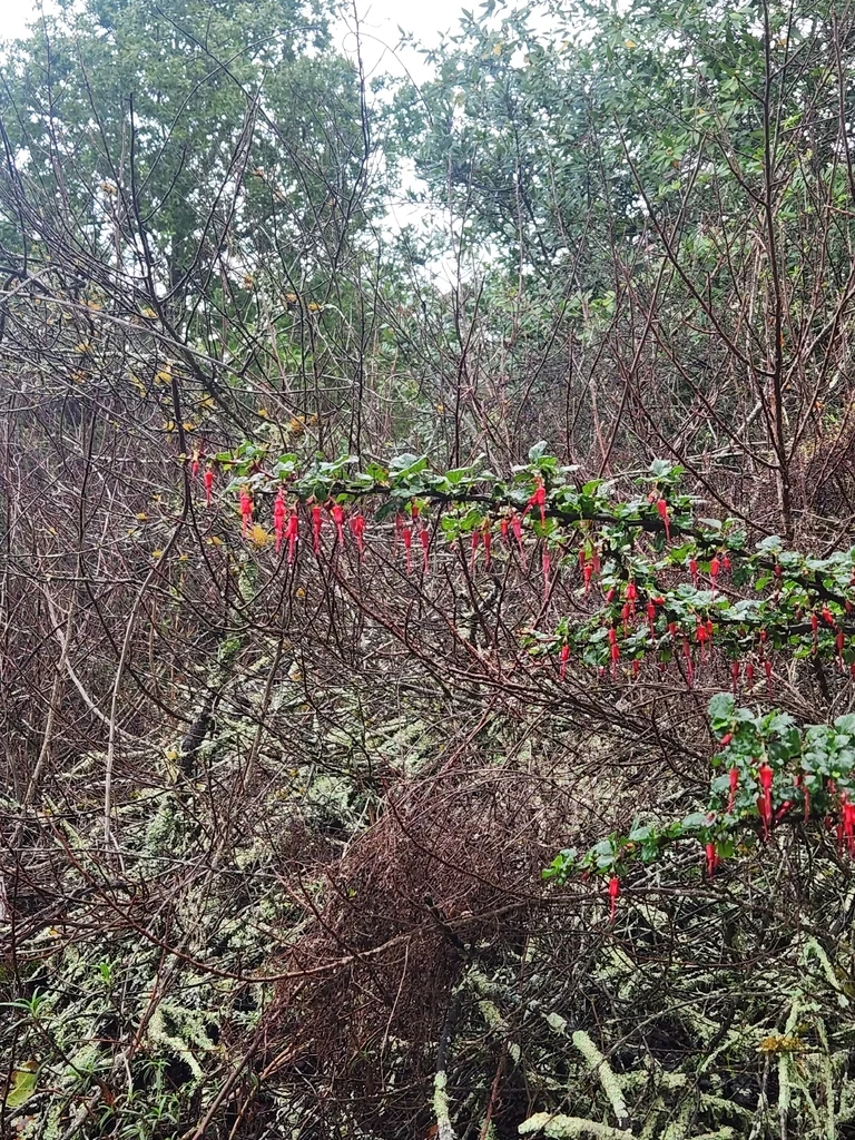 Ribes Speciosum