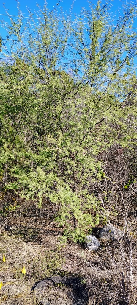 Acacia Farnesiana