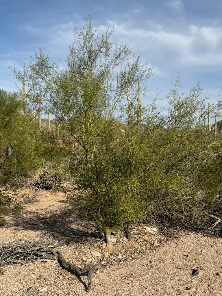 Parkinsonia Microphylla