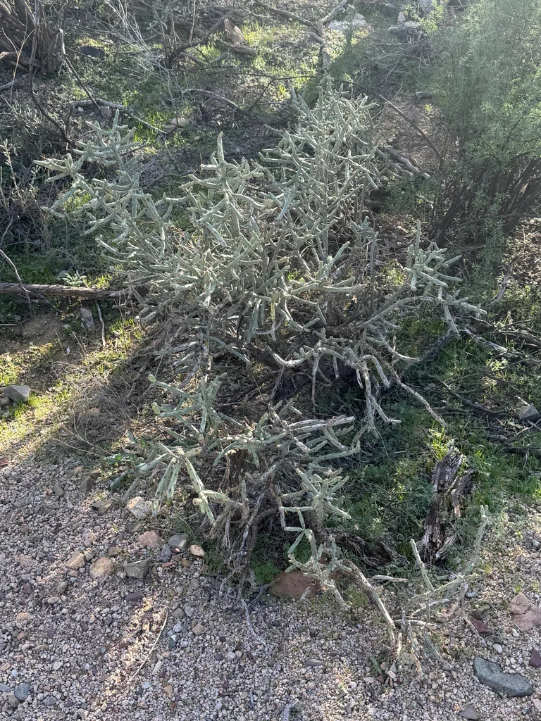 Cylindropuntia Arbuscula