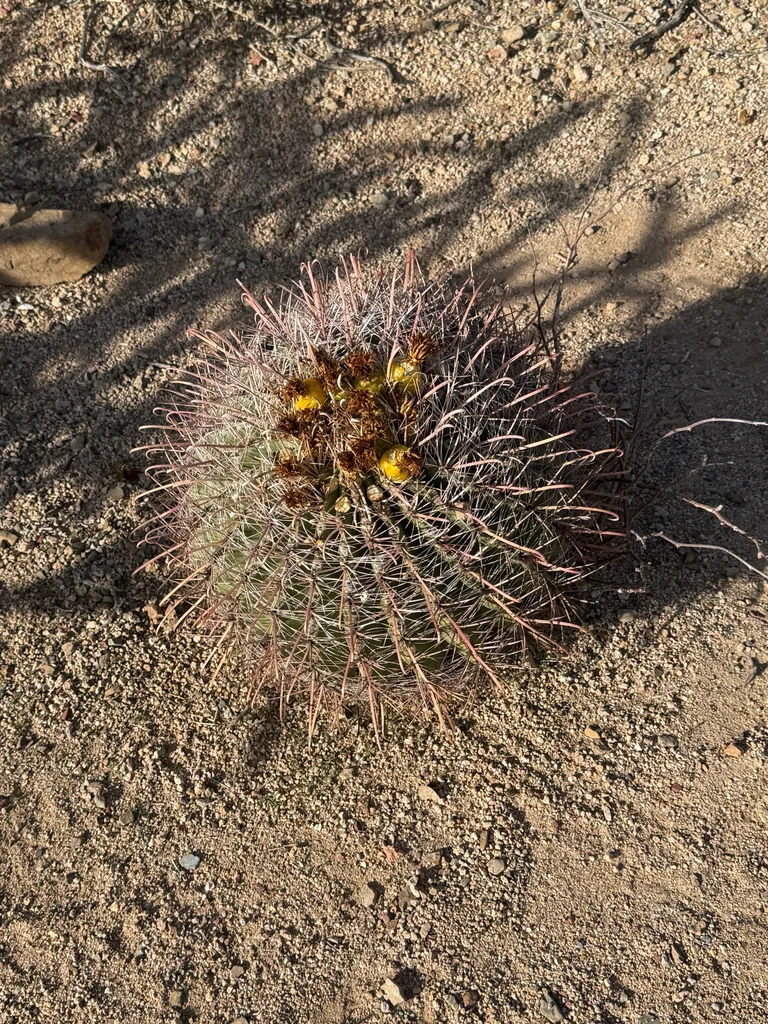 Ferocactus Wislizeni