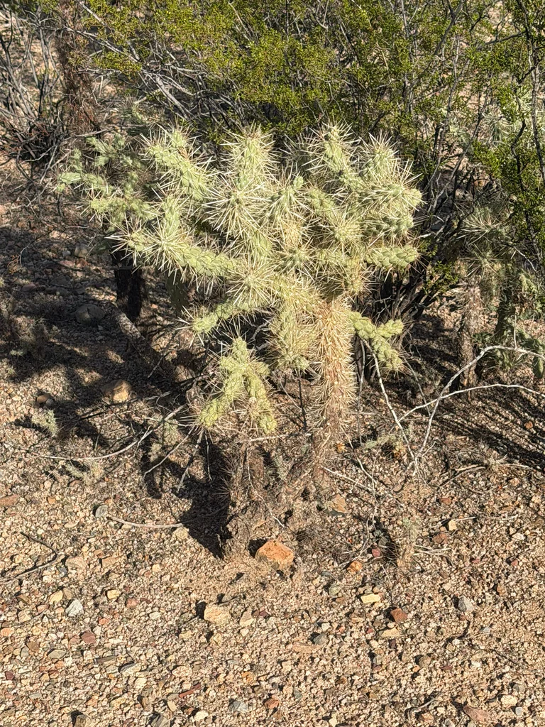 Opuntia Fulgida