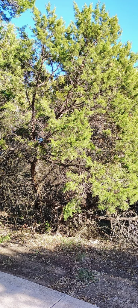 Juniperus Ashei