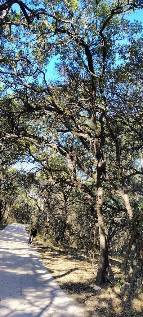Quercus Fusiformis