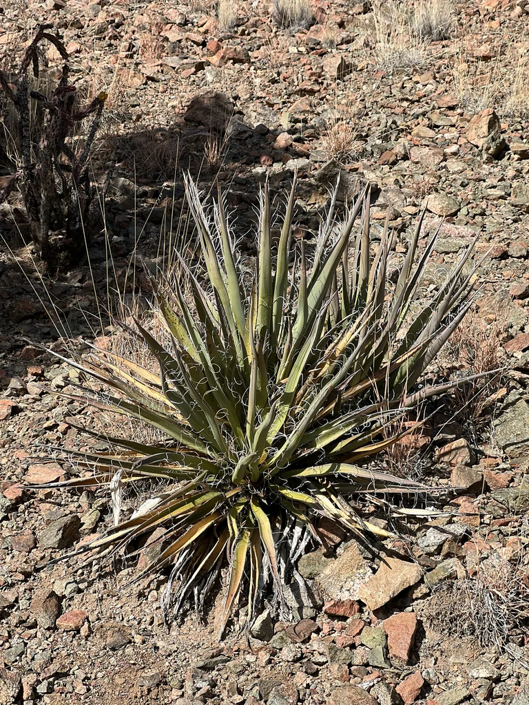 Yucca Baccata
