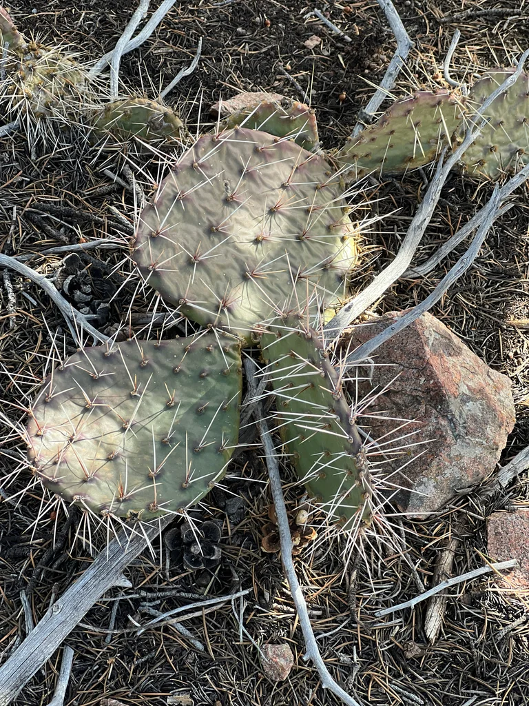 Opuntia Phaeacantha