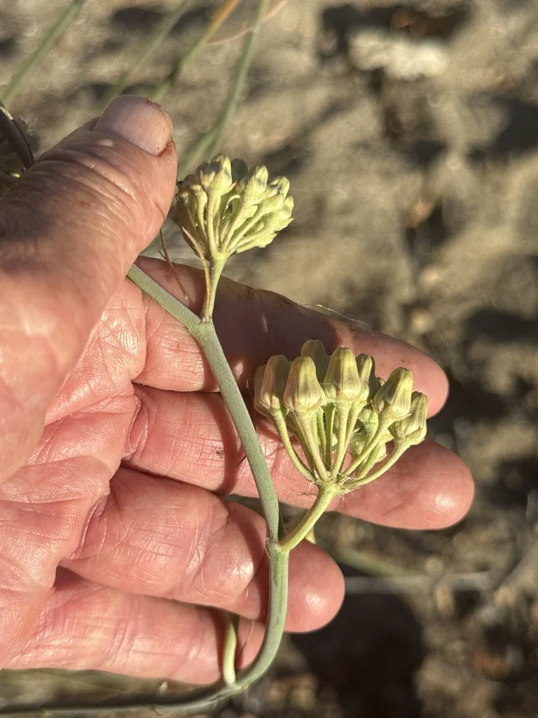 Asclepias Subulata