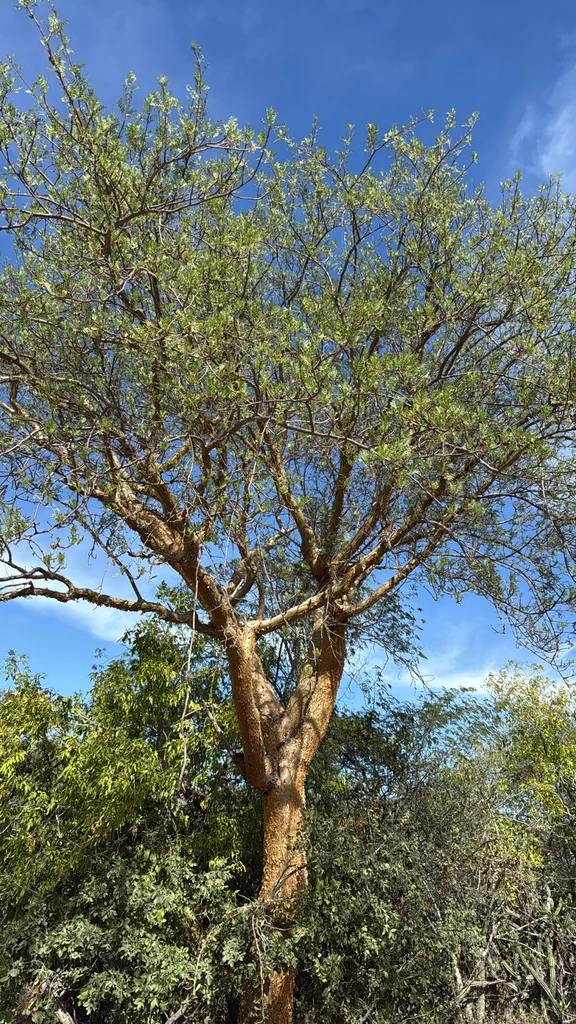 Bursera Microphylla