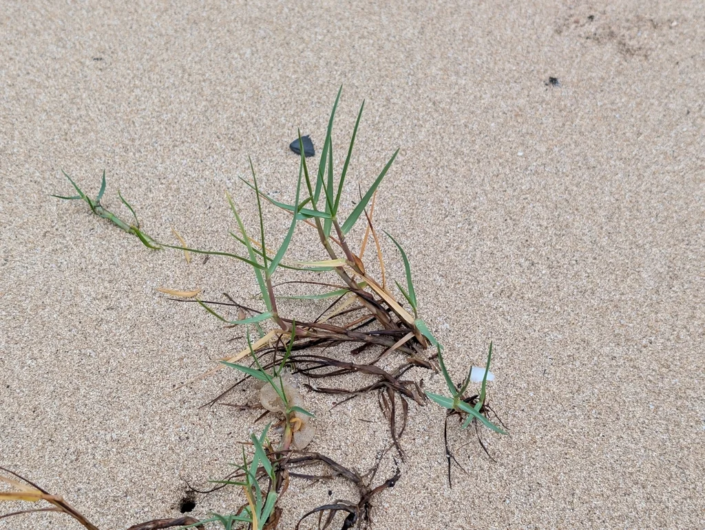 Paspalum vaginatum