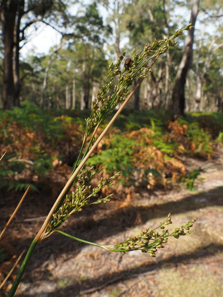 Juncus Pallidus