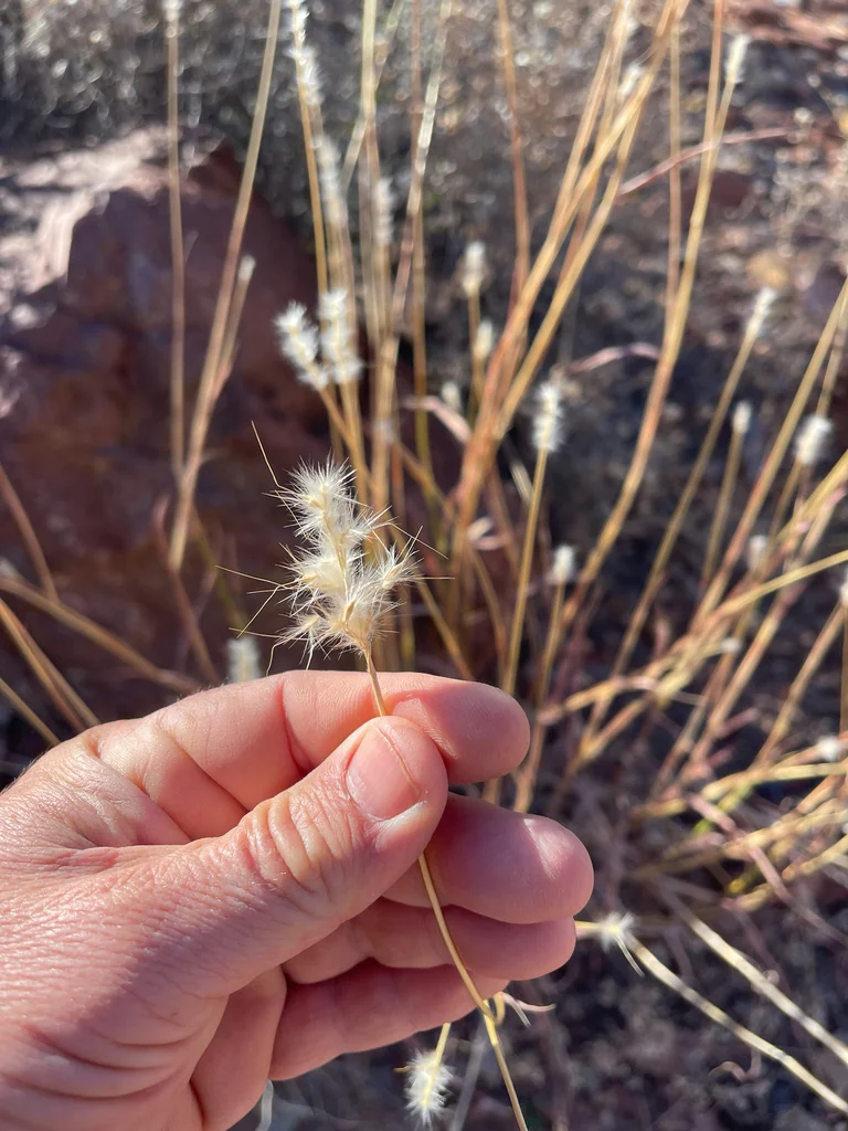 Bothriochloa Barbinodis