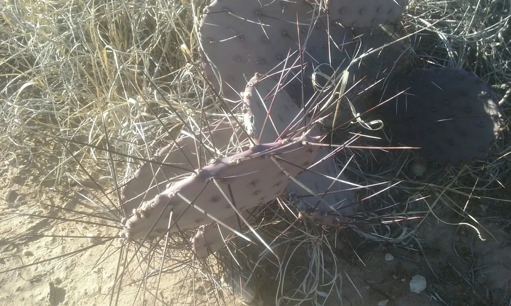 Opuntia Macrocentra
