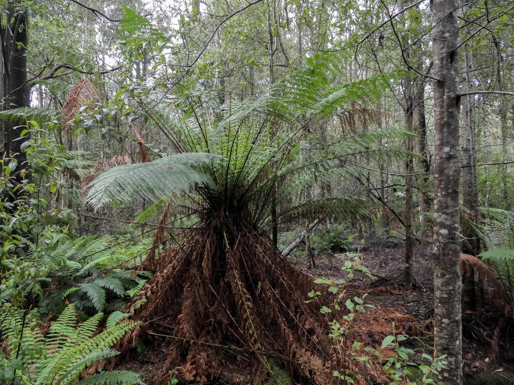 Dicksonia Antarctica
