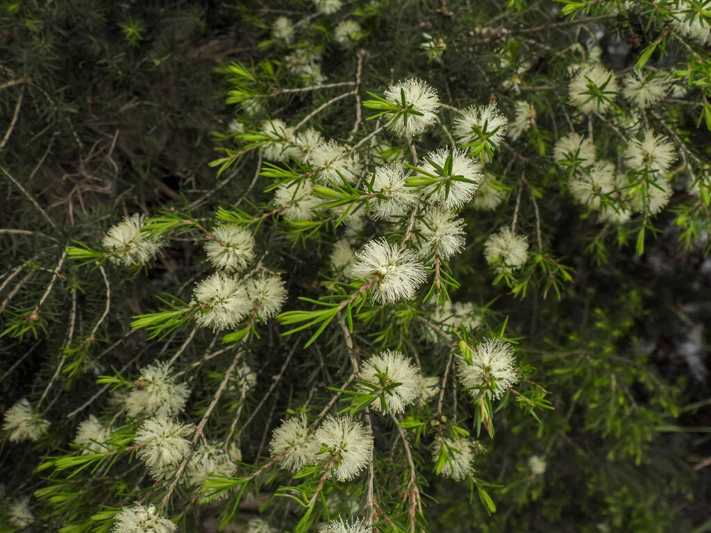 Melaleuca Ericifolia