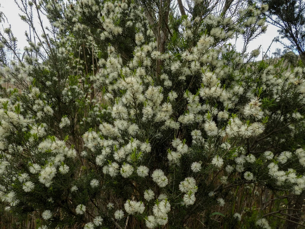 Melaleuca Ericifolia