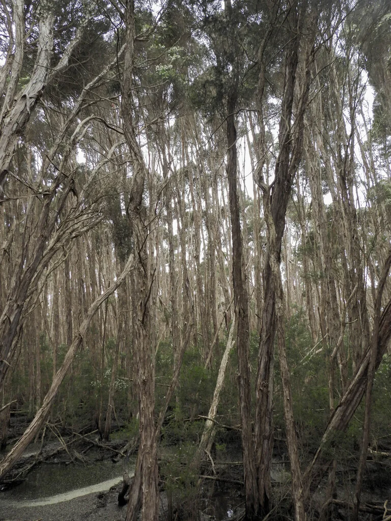 Melaleuca Ericifolia