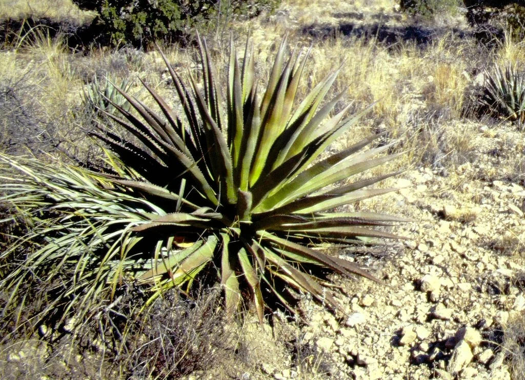 Agave Palmeri