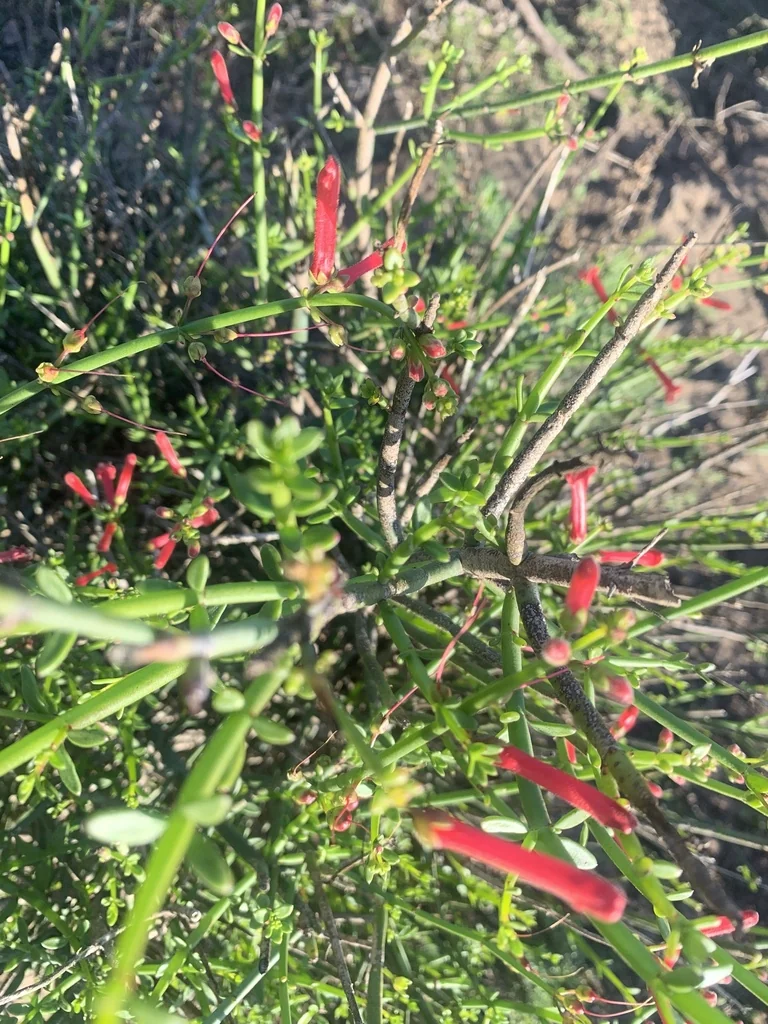 Gambelia Juncea