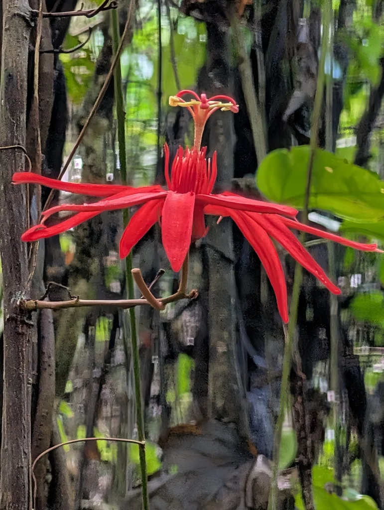 Passiflora Vitifolia