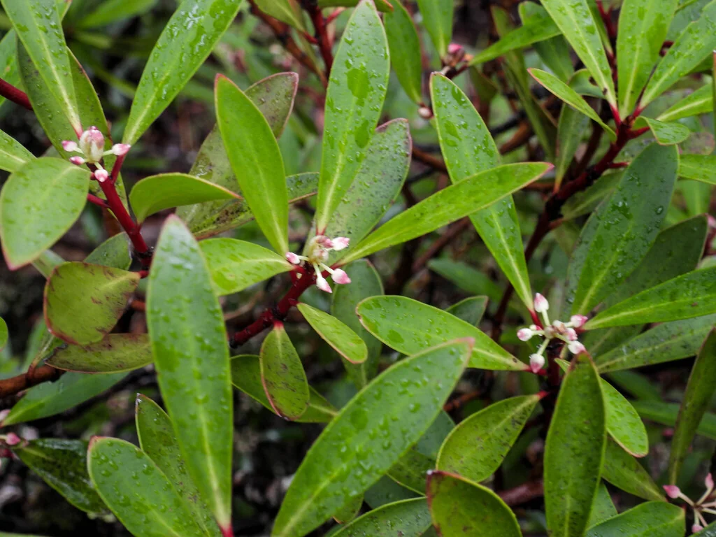 Drimys Lanceolata