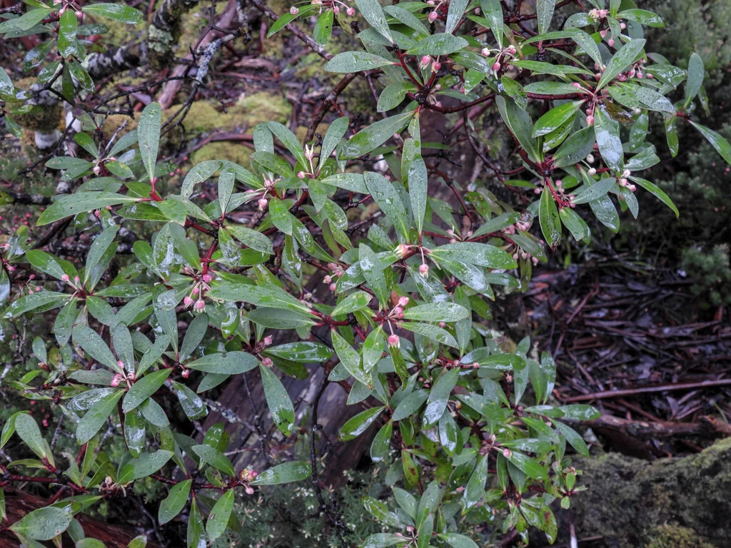 Drimys Lanceolata