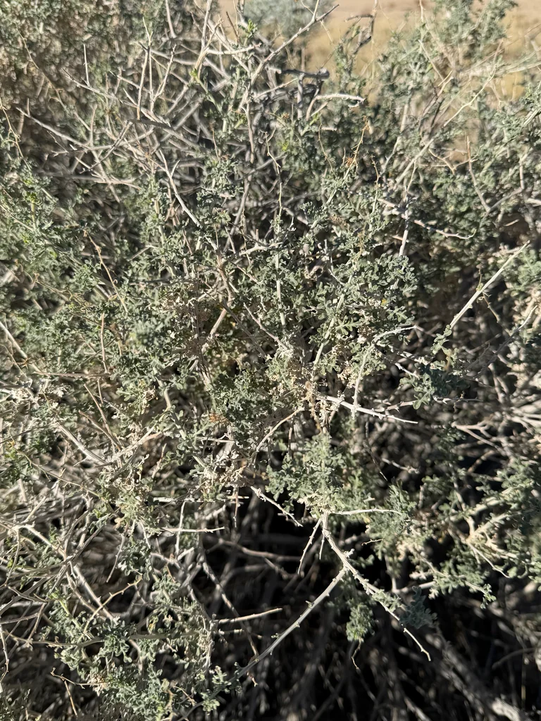 Ambrosia Dumosa