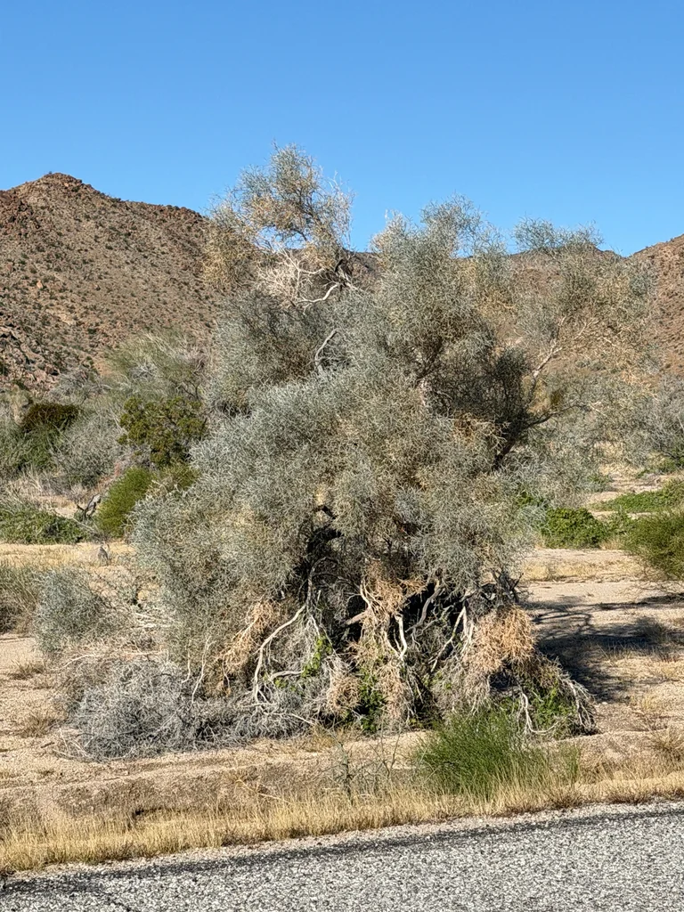 Psorothamnus Spinosus