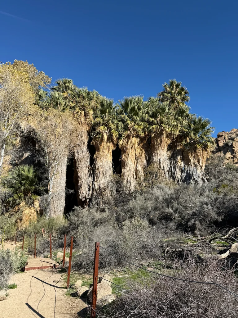 Washingtonia Filifera