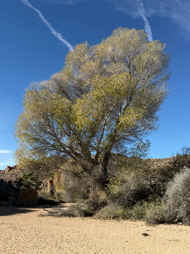 Populus Fremontii