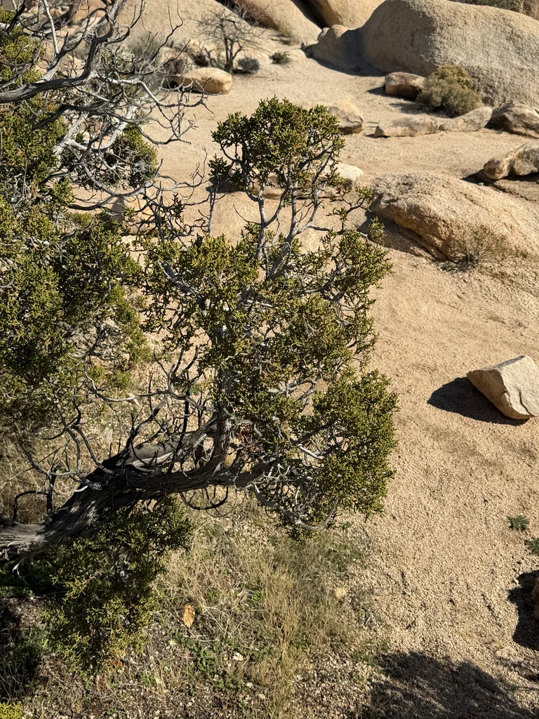 Juniperus Californica