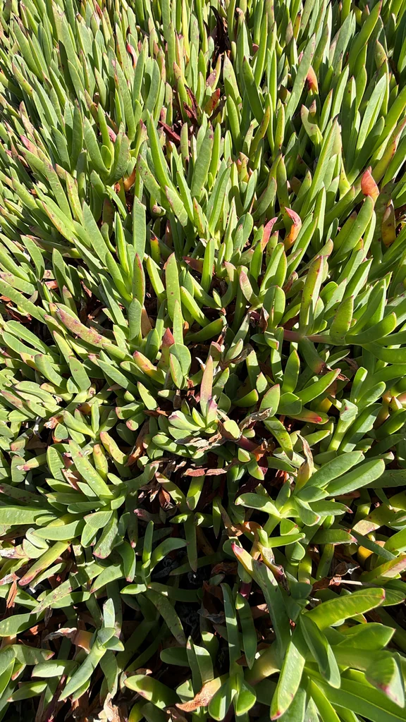 Carpobrotus Chilensis