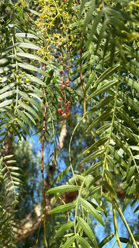 Schinus Molle