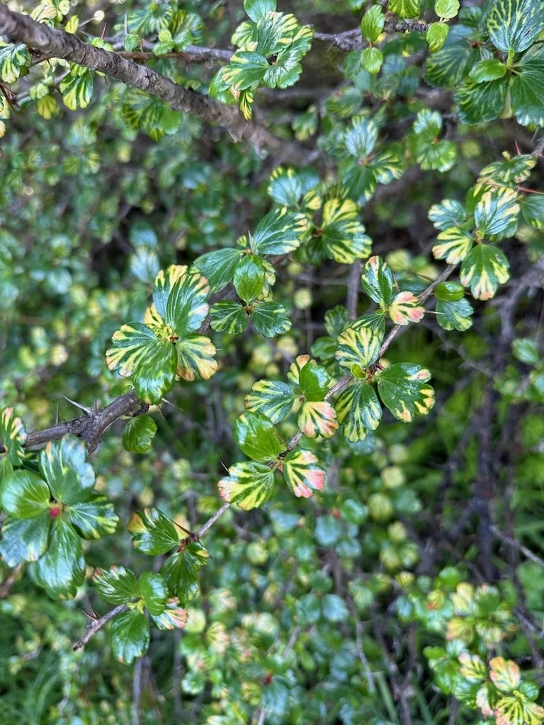 Ribes Speciosum