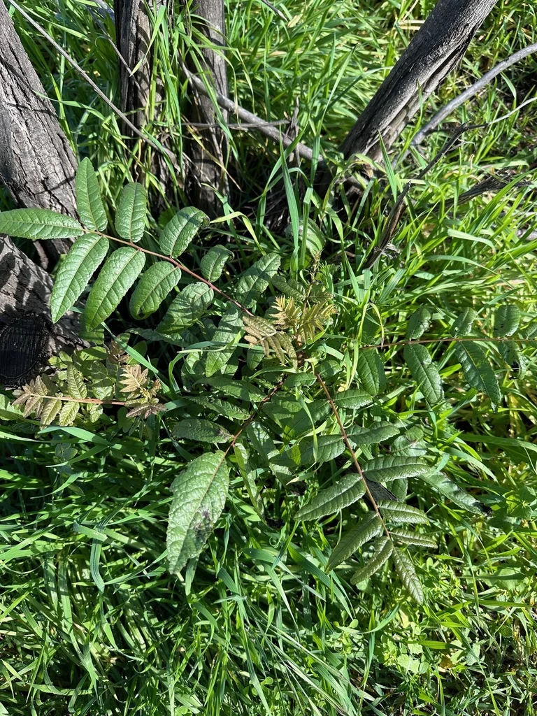 Juglans Californica