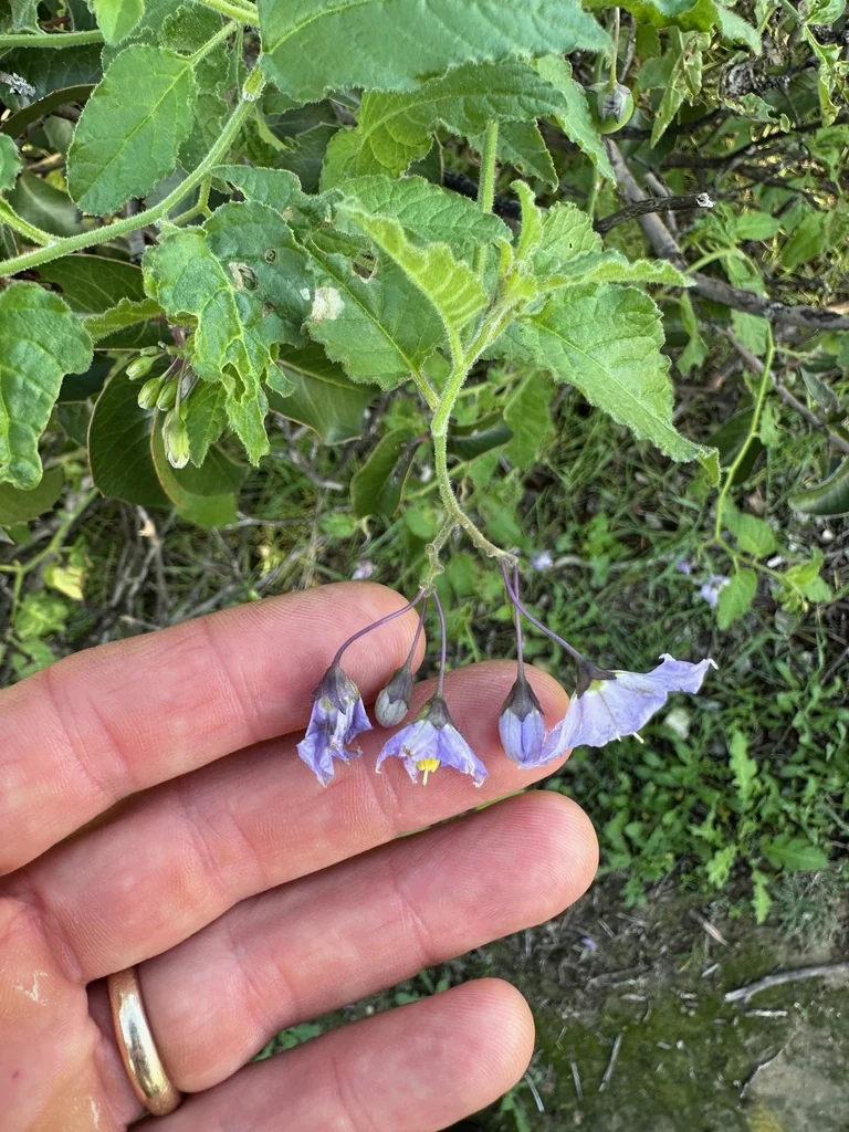 Solanum Xanti